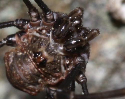 Dasylobus graniferus
